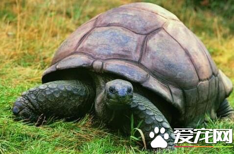 養的烏龜冬天怎麼辦 飼養烏龜注意事項
