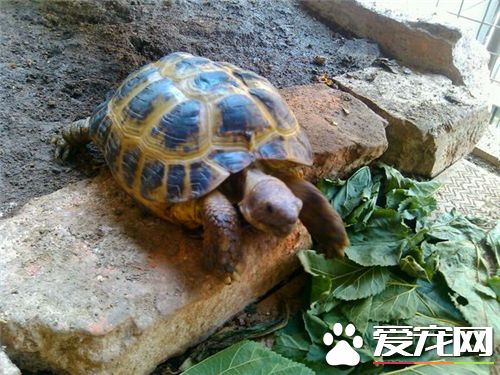 為什麼不能養烏龜 養龜在風水方面的作用