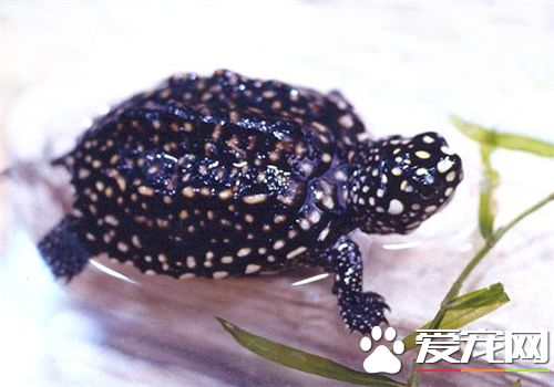 養烏龜對人體有害嗎 沙門氏菌危害比較大