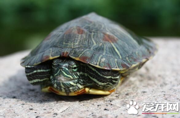 養烏龜對人體有害嗎 沙門氏菌危害比較大