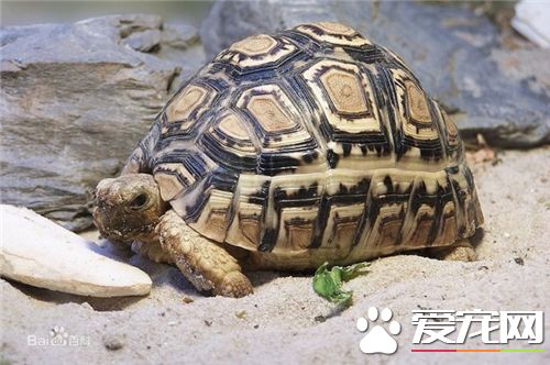 家裡養什麼烏龜風水好 烏龜與風水的關系