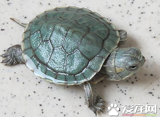 養烏龜對人體有害嗎 沙門氏菌危害比較大