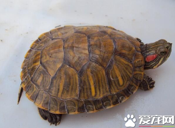 家裡養什麼烏龜風水好 烏龜與風水的關系