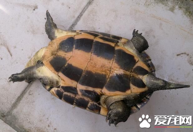 家裡養什麼烏龜風水好 烏龜與風水的關系