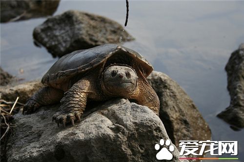烏龜適合養在哪裡 養烏龜可以用臉盆飼養