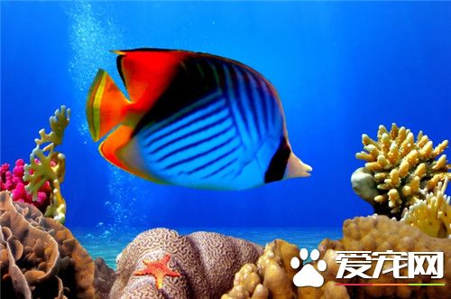 孔雀魚是熱帶魚麼 孔雀魚是熱帶魚的一種