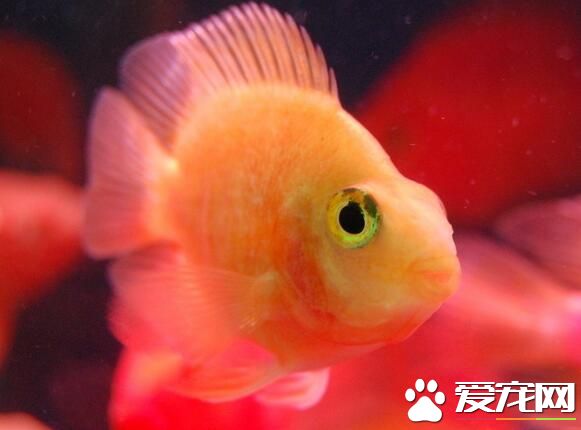 孔雀魚是熱帶魚麼 孔雀魚是熱帶魚的一種