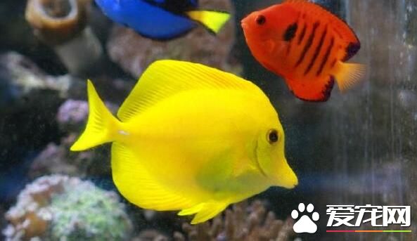 小型熱帶魚吃什麼 人工飼料加活餌搭配喂養