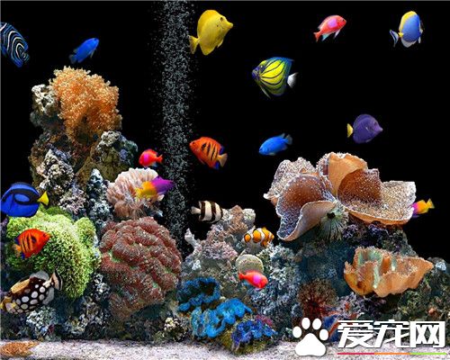 小型熱帶魚吃什麼 人工飼料加活餌搭配喂養