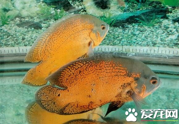 孔雀魚是熱帶魚麼 孔雀魚是熱帶魚的一種