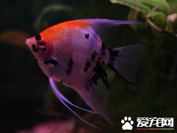 小型熱帶魚吃什麼 人工飼料加活餌搭配喂養