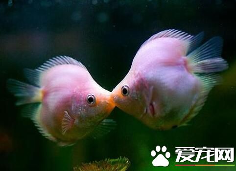 最好養的大型熱帶魚 養一些入手級的美洲慈鲷