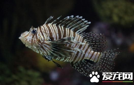 熱帶魚下崽怎麼辦 在臨產前母魚會焦躁不安