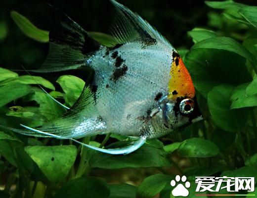 最好養的大型熱帶魚 養一些入手級的美洲慈鲷