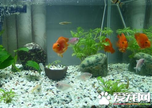 最好養的大型熱帶魚 養一些入手級的美洲慈鲷