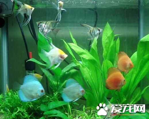 熱帶魚招財貓吃什麼 喜歡吃的東西主要有泥鳅