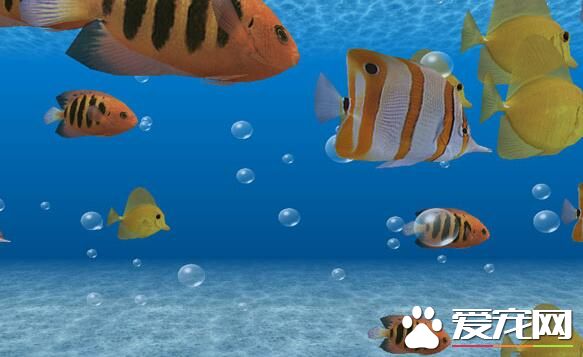 冬天怎麼養熱帶魚 熱帶魚水溫宜為20到24度