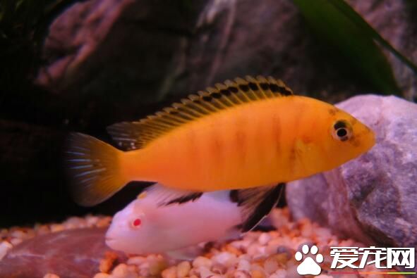 冬天怎麼養熱帶魚 熱帶魚水溫宜為20到24度