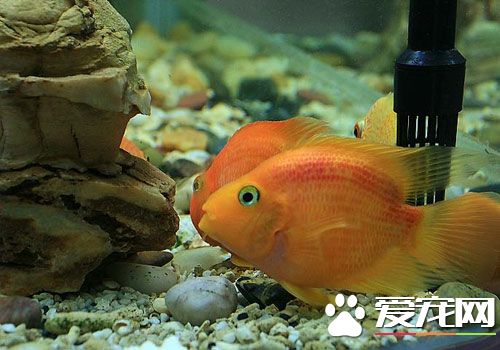 冬天怎麼養熱帶魚 熱帶魚水溫宜為20到24度