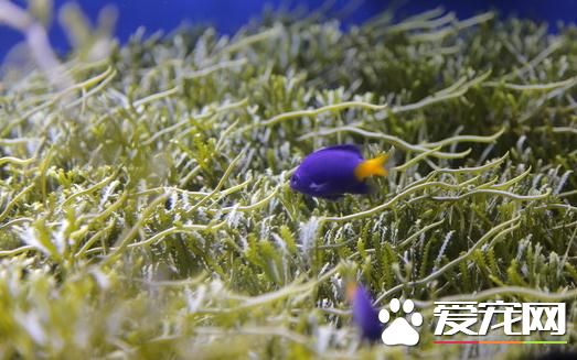 容易飼養的熱帶魚 孔雀魚是最容易飼養熱帶魚