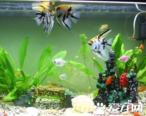 熱帶魚缺氧怎麼辦 熱帶魚缺氧的原因