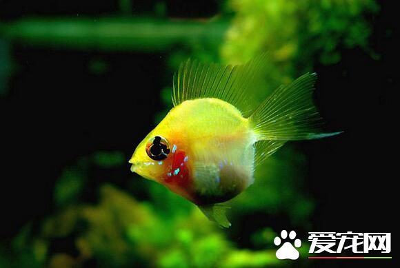 容易飼養的熱帶魚 孔雀魚是最容易飼養熱帶魚