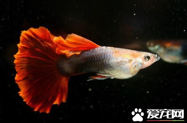 容易飼養的熱帶魚 孔雀魚是最容易飼養熱帶魚