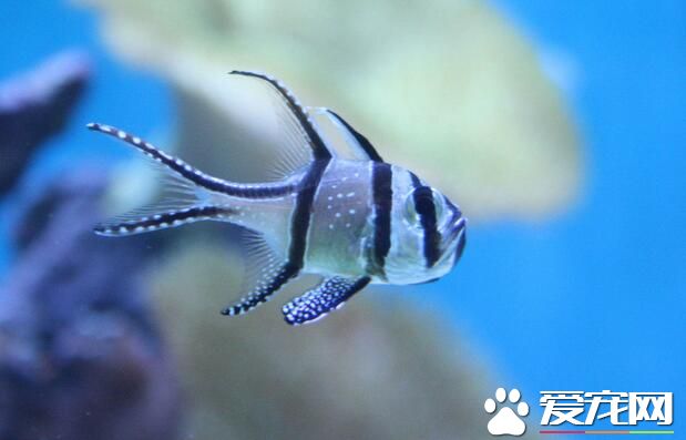 熱帶魚缺氧怎麼辦 熱帶魚缺氧的原因