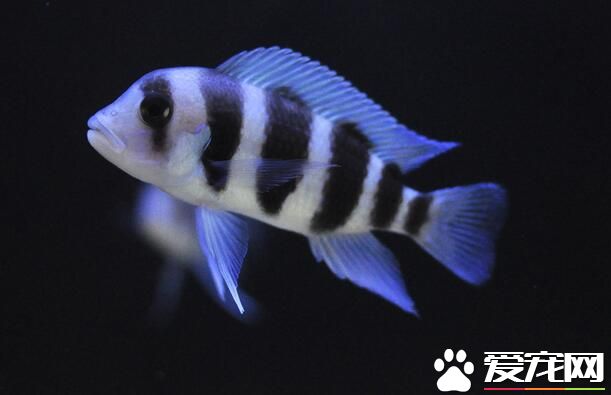 好養的熱帶魚 五種常見的好養的熱帶魚