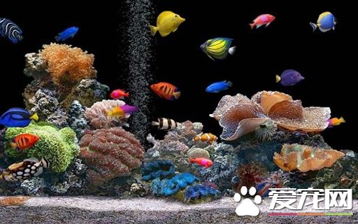 好養的熱帶魚 五種常見的好養的熱帶魚