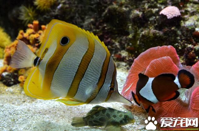 好養的熱帶魚 五種常見的好養的熱帶魚