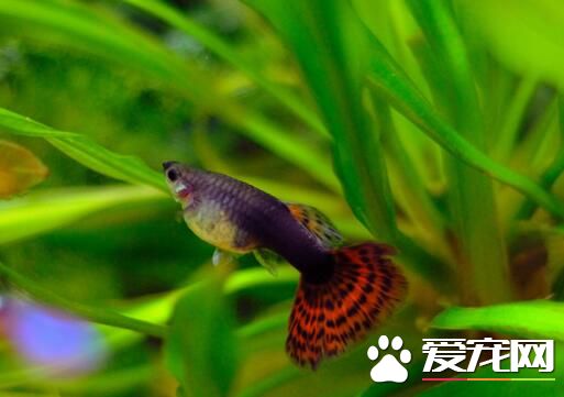 熱帶魚哪種好養 鳳尾魚是比較容易飼養的