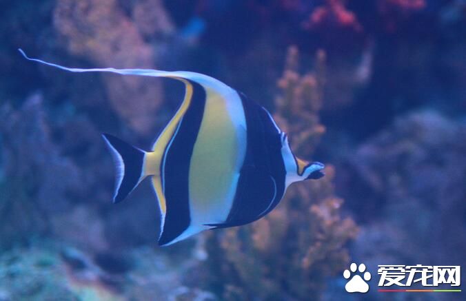 熱帶魚哪種好養 鳳尾魚是比較容易飼養的