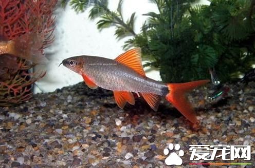 小型熱帶魚喂什麼 偶爾喂喂線蟲就行了
