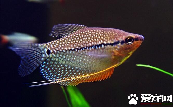 熱帶魚藍鲨吃什麼 以水生植物及人工配合飼料