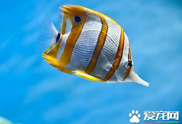 熱帶魚藍鲨吃什麼 以水生植物及人工配合飼料