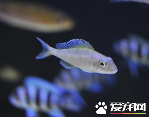 熱帶魚藍鲨吃什麼 以水生植物及人工配合飼料