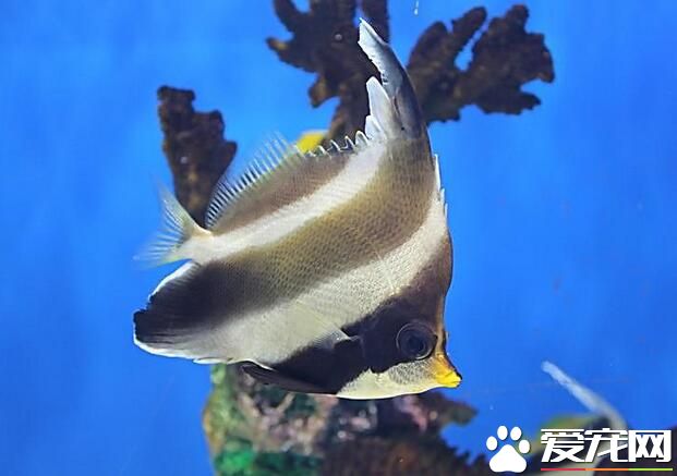小型熱帶魚喂什麼 偶爾喂喂線蟲就行了