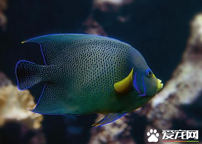 養什麼熱帶魚好看 虎皮魚在熱帶魚中比較好看
