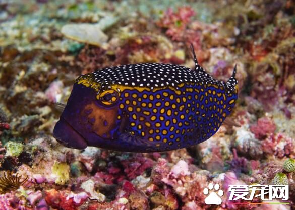 養什麼熱帶魚好看 虎皮魚在熱帶魚中比較好看