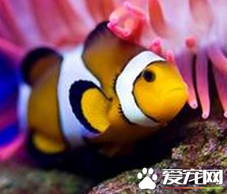 養什麼熱帶魚好看 虎皮魚在熱帶魚中比較好看