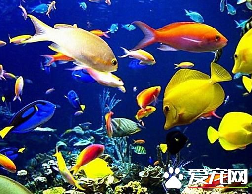 養什麼熱帶魚招財 有一種熱帶魚叫招財魚