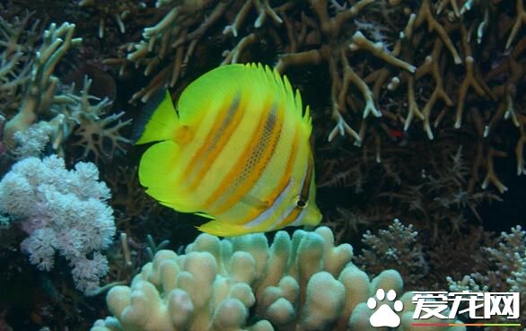 養什麼熱帶魚招財 有一種熱帶魚叫招財魚