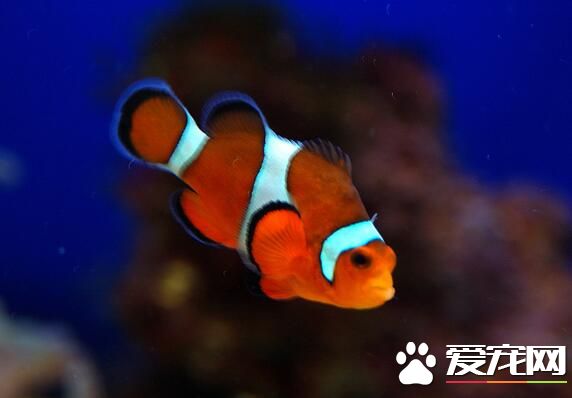什麼熱帶魚可以混養 可以混養的熱帶魚