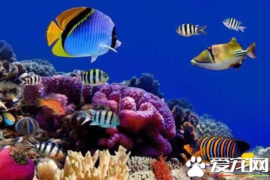 什麼熱帶魚可以混養 可以混養的熱帶魚