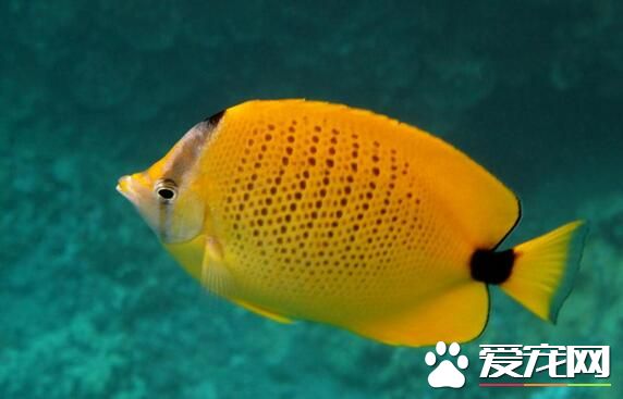 什麼熱帶魚可以混養 可以混養的熱帶魚