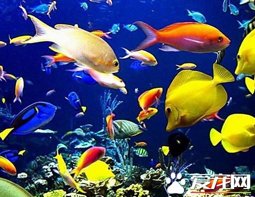 什麼樣的熱帶魚好養 四種好養的熱帶魚