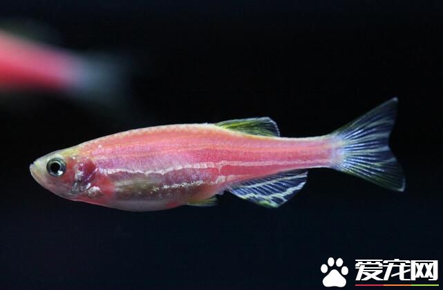 什麼樣的熱帶魚好養 四種好養的熱帶魚