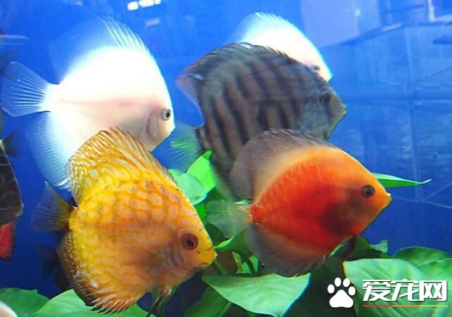 什麼樣的熱帶魚好養 四種好養的熱帶魚