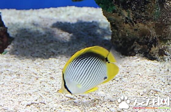 熱帶魚外寄怎麼治 升溫比原水溫高2到3度